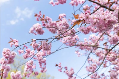 Pink blossom against a blue sky