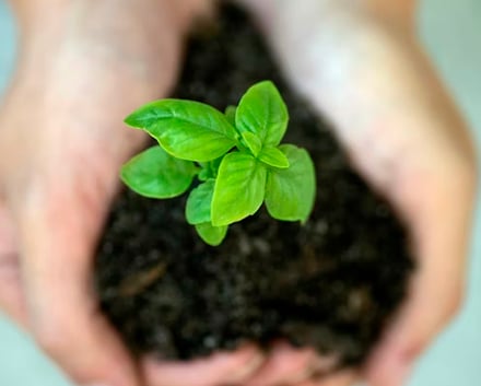Hands holding soil and a shoot