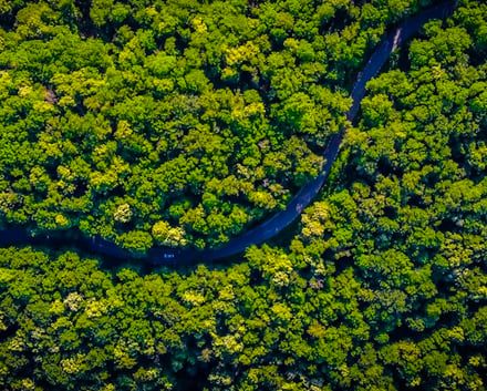 The amazon from above