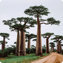 Read: Madagascar's green transformation: a framework