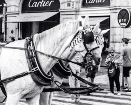 Horses drawing a carriage
