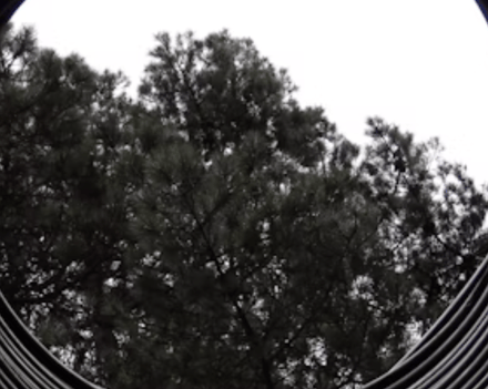 Trees peeking through a lens