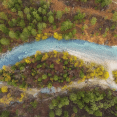 River flowing around trees