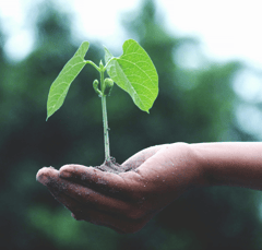 Hand holding a sapling