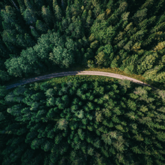Aerial view of a forest