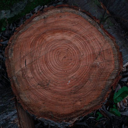 Click through to discover Climate Trunk