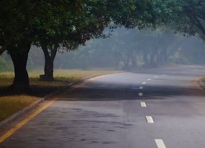 Tree-lined road