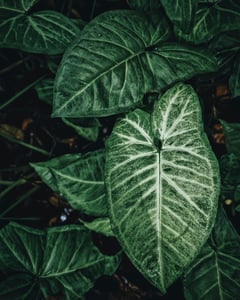 Green leaves