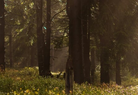 Trees in a forest
