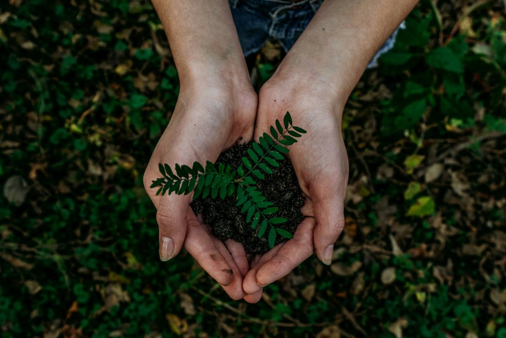 Hands holding a sapling