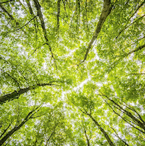 trees-1